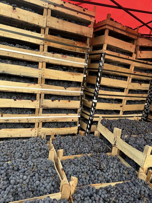 Struguri de vin capsunica sau alte soiuri