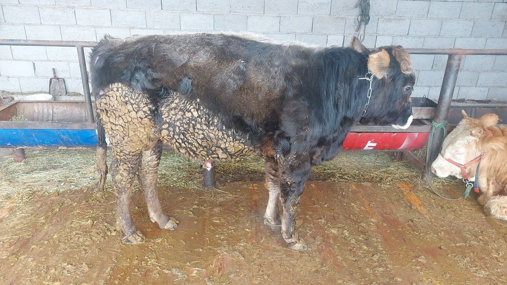 Бычьки на откорме