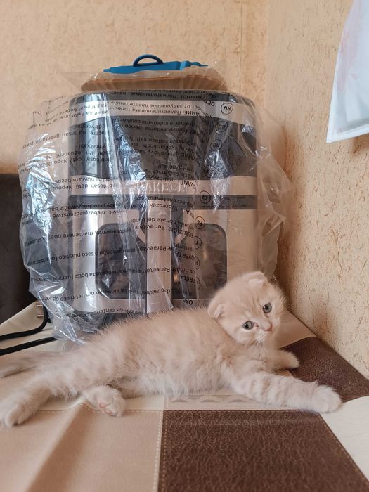 Вислоухие котята