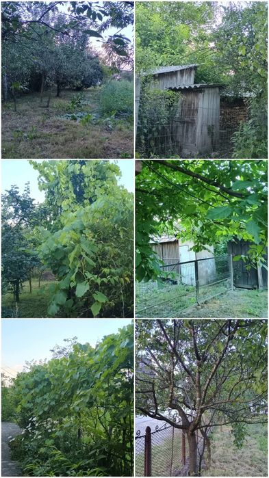 Vand casa si gradina
