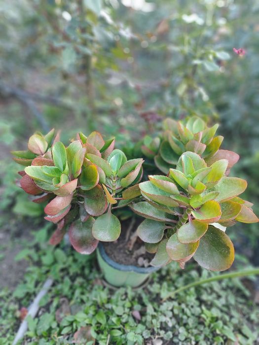 Продам цветы разные