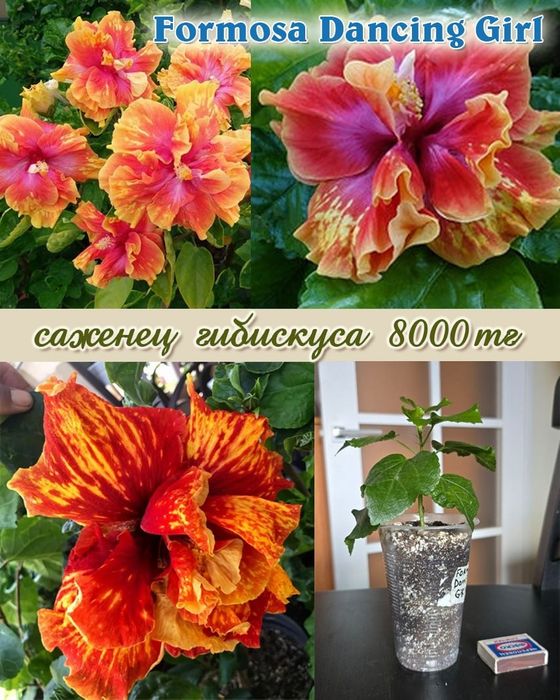 Продам сортовые гибискусы