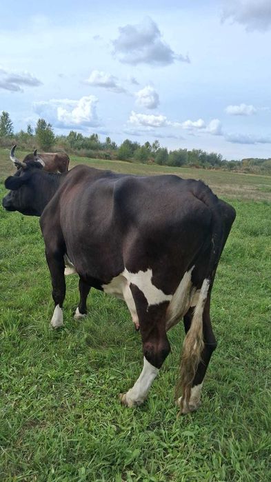 De vanzare doua vacute gestante luna a4a