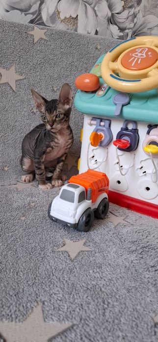 Котята канадского сфинкса