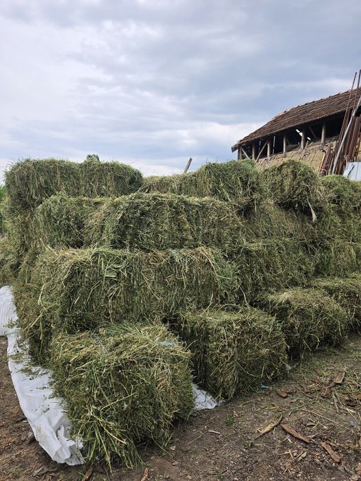 Vând baloți de lucernă!