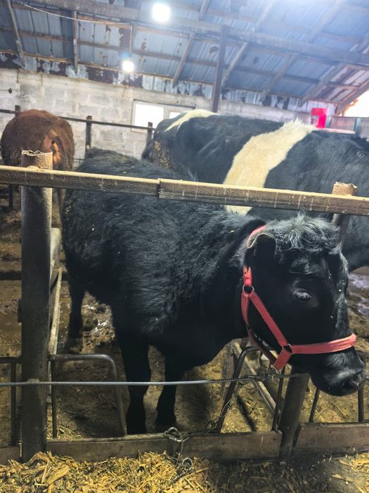 Продам коров.,телочек.