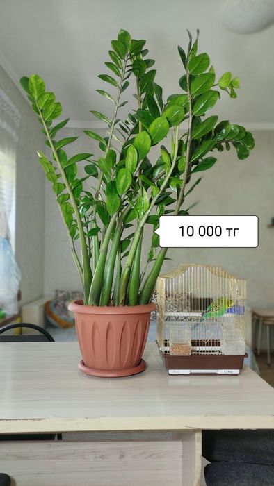 Мужское счастье. Антириум.