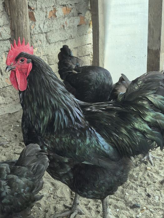 Oua incubator jersey giant