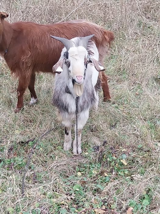 Vând țap sau schimb