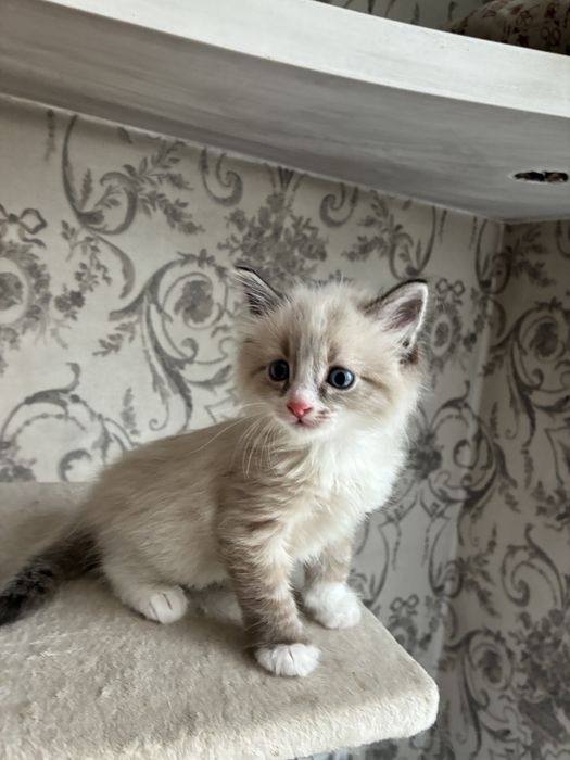 Котенок мальчик 1,5 месяцев невская маскрадная