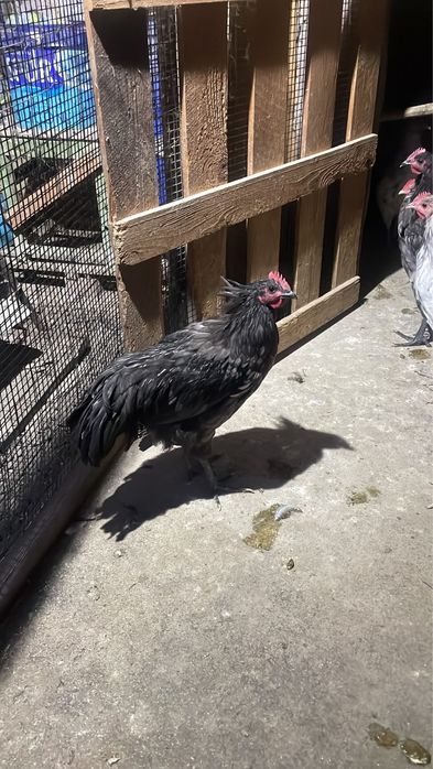 Cocoși Australorp 2026