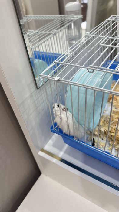 Продаётся хомяк с полным комплектом