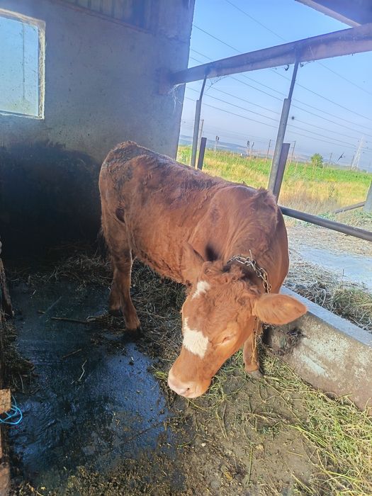 Vand vitea Angus de 8 luni