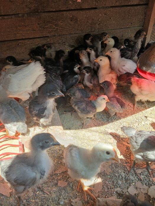 Boboci de rață mută cicolatie si pui de gaină