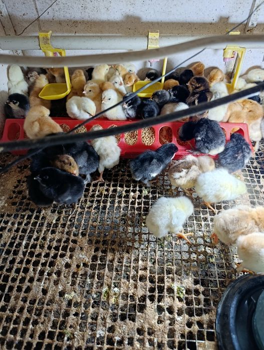 Цыплята  домашние