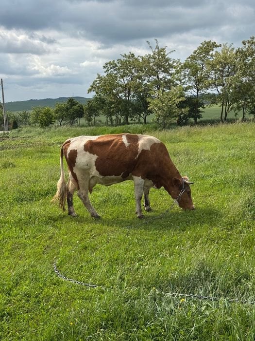 vand vaca Bălțată Romaneasca de lapte