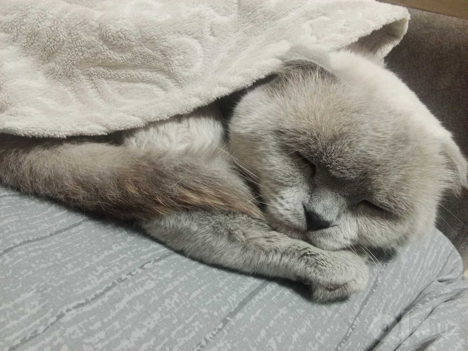Кот Scottish fold