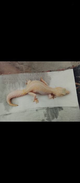 Эублефары  самки
