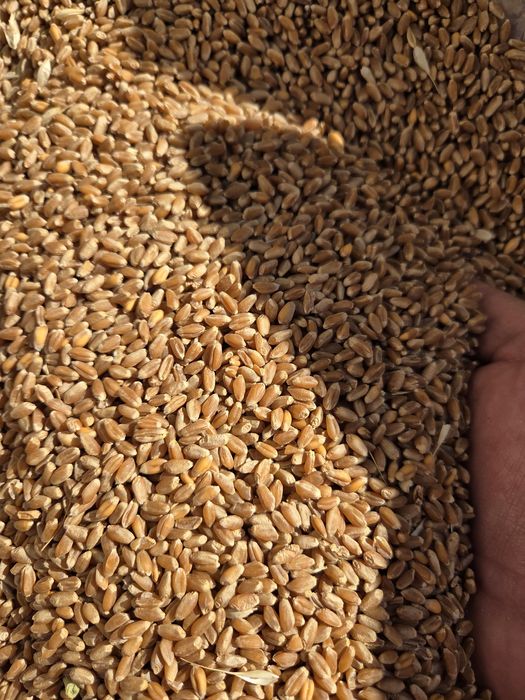 Vând grau producția 2025