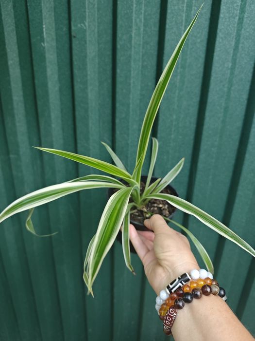 Продам хлорофитум