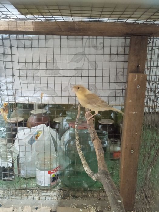 Кеноры Крупные. .