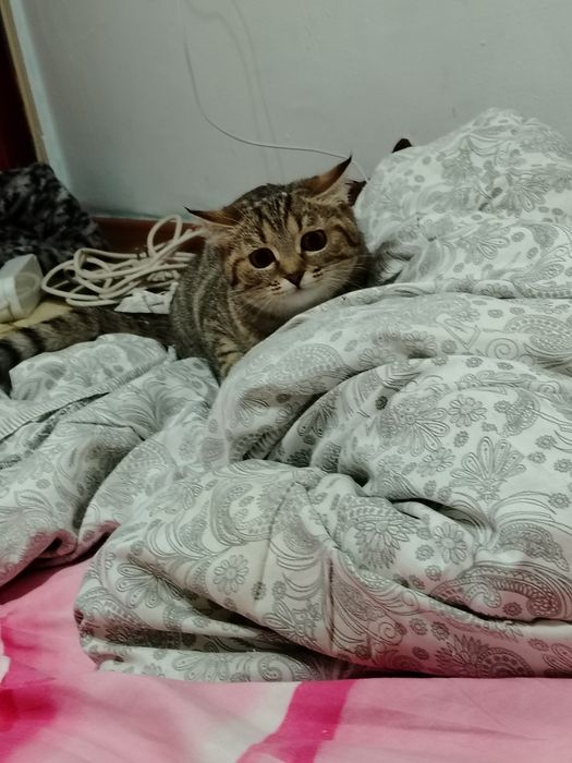 Маленьки котёнок мальчик. По больше девочка