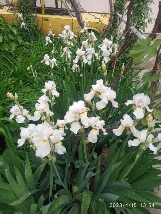 Цветы Ирис, белые высокорослые