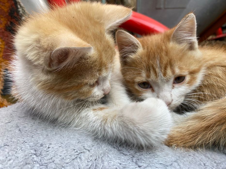 Срочно отдам котят в добрые руки!!