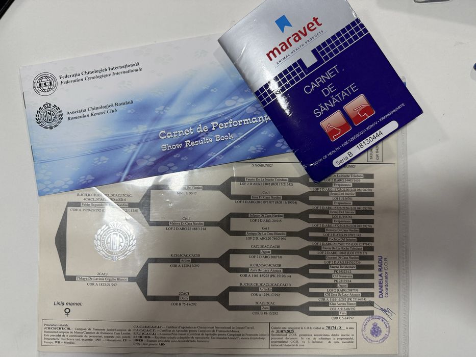 Femela Dog Argentinian