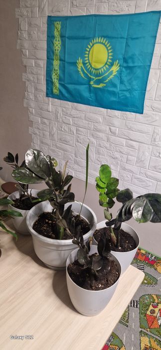 срочно продам Замиокулькас Черный принц, Черный ворон,  С горчками