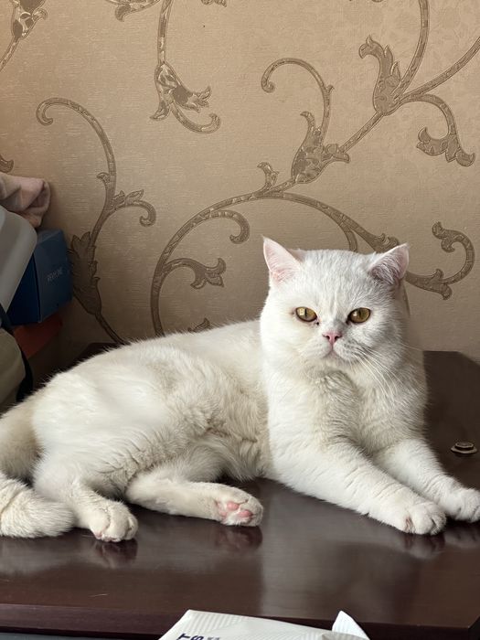 Кот приглашать к себе кошек вязка