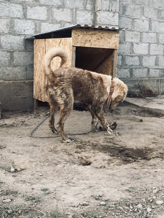 Алабай күшік таза