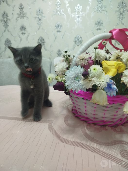 Продали Шеншилла мушукча сотилади