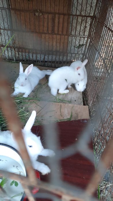 ‼️Vând un iepuraș 100 lei