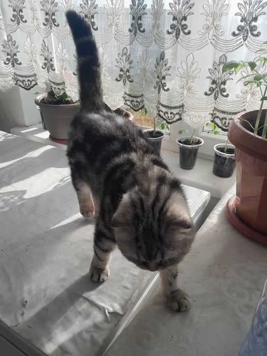 •	Красивая вислоухая кошка, девочк. Срочно