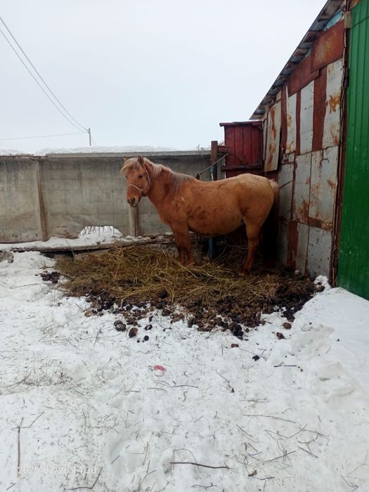 Продам лошадей