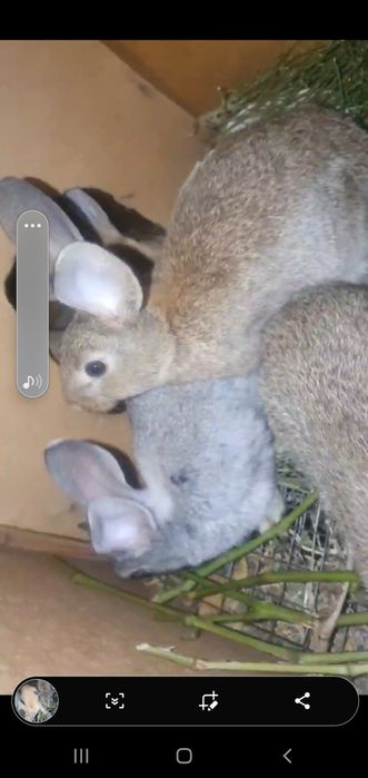 Quyonlar sotiladi ona bola 2 oylik Bogan bollari