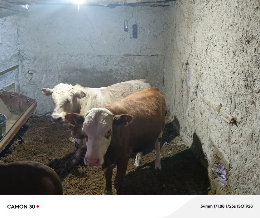 Angus yoshi 1 yosh yeyishi yaxshi narxi 32 milliondan