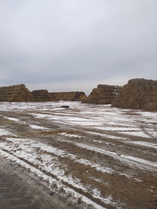 Рулоны прошлогодние