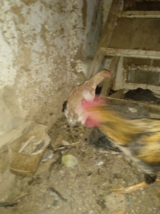 Xonaki tovuqlar sotiladi. Hammasi tuxum tug'adi