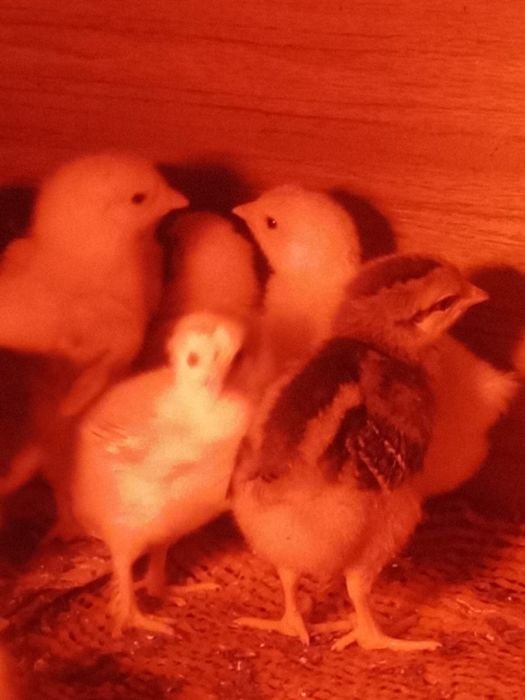 Цыплята домашние