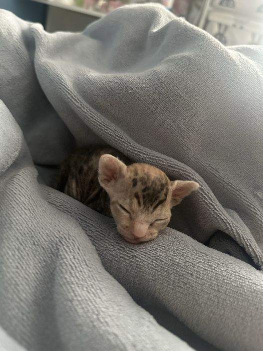 Донской сфинкс котята велюровые