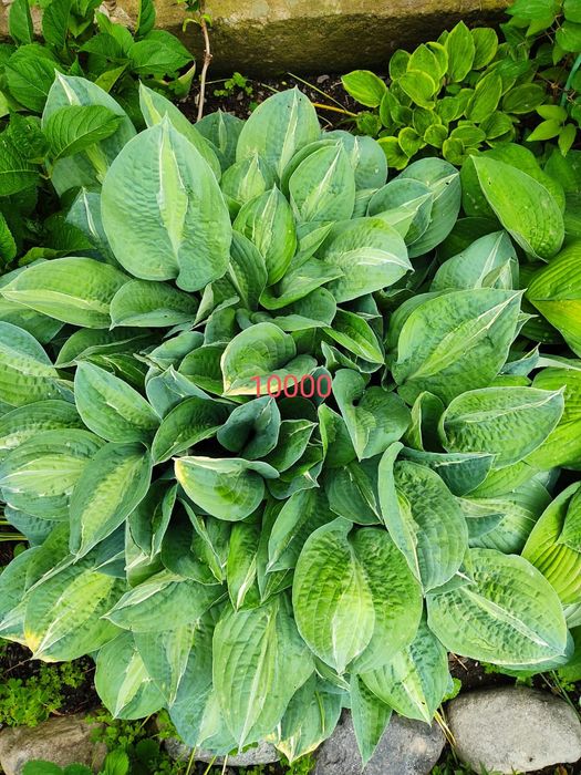 Хосты , клематисы