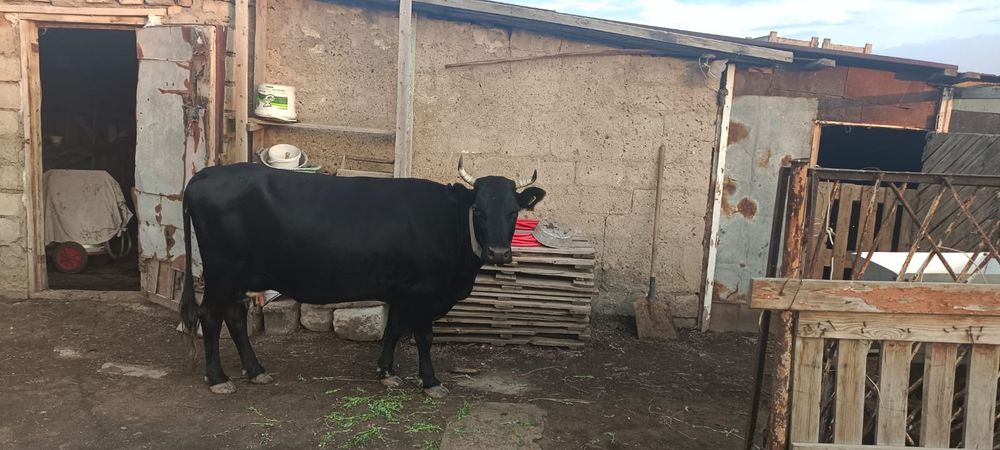Продам двойную корову