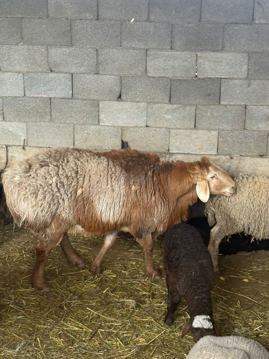 Продам кошкара 3 года