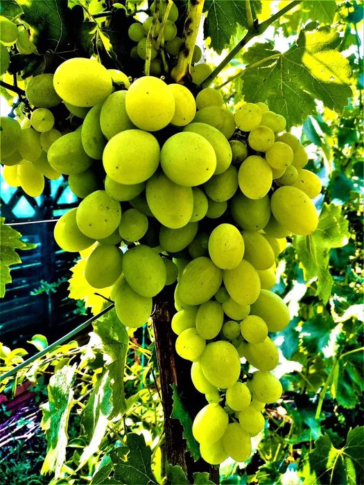 Soiuri disponibile de viță de vie