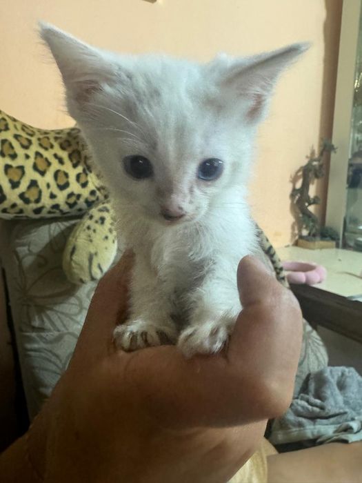 Отдам котят девочки