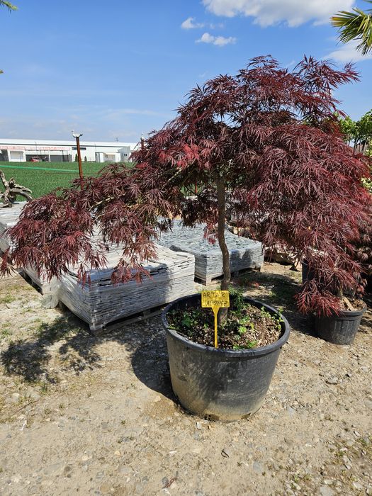 Copaci ornamentali mesteacan betula pendula