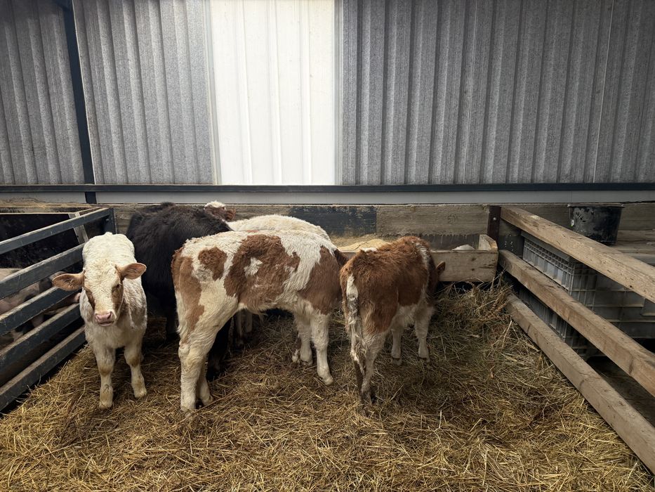 Vitei belga baltata si angus