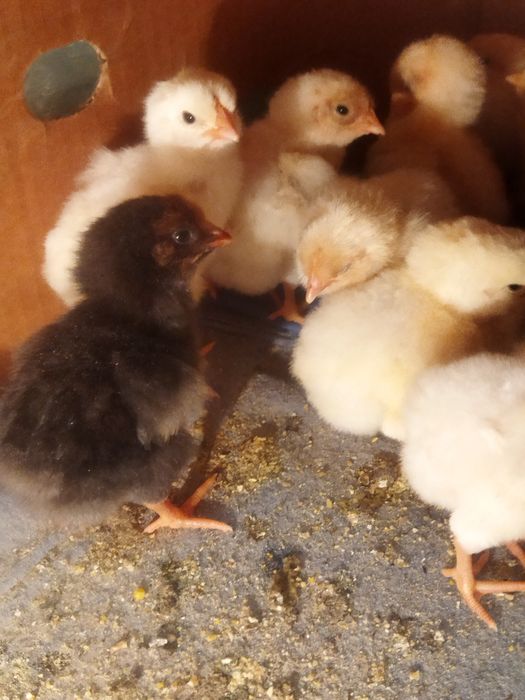 Недельные цыплята